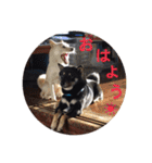 柴犬 佐助くん桜ちゃん（個別スタンプ：8）