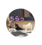 柴犬 佐助くん桜ちゃん（個別スタンプ：9）