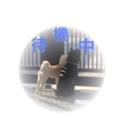 柴犬 佐助くん桜ちゃん（個別スタンプ：10）