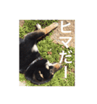 柴犬 佐助くん桜ちゃん（個別スタンプ：11）