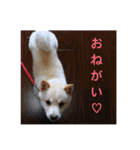 柴犬 佐助くん桜ちゃん（個別スタンプ：12）