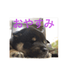 柴犬 佐助くん桜ちゃん（個別スタンプ：13）