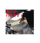 柴犬 佐助くん桜ちゃん（個別スタンプ：14）