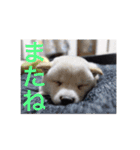 柴犬 佐助くん桜ちゃん（個別スタンプ：16）