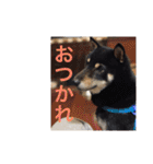 柴犬 佐助くん桜ちゃん（個別スタンプ：17）
