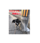 柴犬 佐助くん桜ちゃん（個別スタンプ：18）