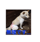 柴犬 佐助くん桜ちゃん（個別スタンプ：19）