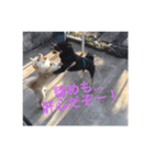 柴犬 佐助くん桜ちゃん（個別スタンプ：20）