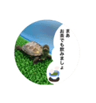 クサガメのぽんず その2（個別スタンプ：8）