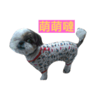 love . dog（個別スタンプ：4）