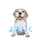 beagle sw.Kiyoto（個別スタンプ：1）