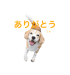 beagle sw.Kiyoto（個別スタンプ：2）