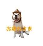 beagle sw.Kiyoto（個別スタンプ：6）