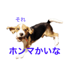 beagle sw.Kiyoto（個別スタンプ：10）