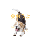 beagle sw.Kiyoto（個別スタンプ：14）