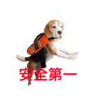 beagle sw.Kiyoto（個別スタンプ：15）