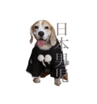 beagle sw.Kiyoto（個別スタンプ：16）