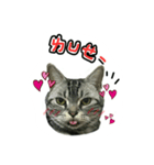 He' s a CAT（個別スタンプ：1）