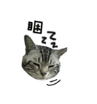 He' s a CAT（個別スタンプ：2）