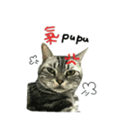 He' s a CAT（個別スタンプ：3）