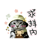He' s a CAT（個別スタンプ：4）