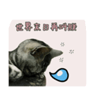 He' s a CAT（個別スタンプ：5）