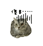 He' s a CAT（個別スタンプ：6）