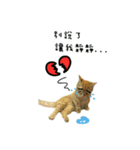 He' s a CAT（個別スタンプ：7）