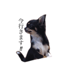 A Chihuahua's one day_part2（個別スタンプ：1）