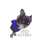 A Chihuahua's one day_part2（個別スタンプ：3）