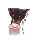 A Chihuahua's one day_part2（個別スタンプ：4）