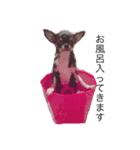 A Chihuahua's one day_part2（個別スタンプ：5）