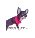 A Chihuahua's one day_part2（個別スタンプ：6）