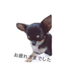 A Chihuahua's one day_part2（個別スタンプ：7）