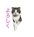 ねこ、ときどきいぬ（個別スタンプ：1）