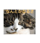 ねこ、ときどきいぬ（個別スタンプ：3）