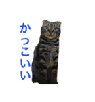 ねこ、ときどきいぬ（個別スタンプ：5）