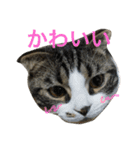 ねこ、ときどきいぬ（個別スタンプ：6）
