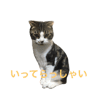 ねこ、ときどきいぬ（個別スタンプ：11）