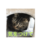 ねこ、ときどきいぬ（個別スタンプ：13）
