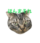 ねこ、ときどきいぬ（個別スタンプ：17）