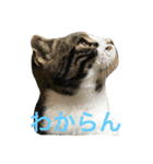 ねこ、ときどきいぬ（個別スタンプ：20）