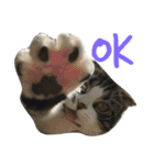 ねこ、ときどきいぬ（個別スタンプ：21）