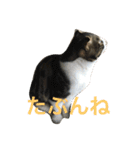ねこ、ときどきいぬ（個別スタンプ：23）