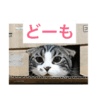 ねこ、ときどきいぬ（個別スタンプ：25）