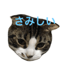 ねこ、ときどきいぬ（個別スタンプ：27）
