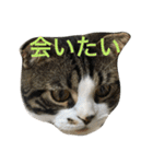 ねこ、ときどきいぬ（個別スタンプ：29）