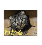ねこ、ときどきいぬ（個別スタンプ：31）