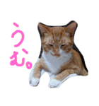 あまえびとはまちの猫っぽい日々（個別スタンプ：2）