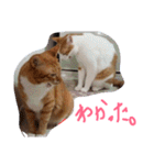 あまえびとはまちの猫っぽい日々（個別スタンプ：3）